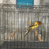 قناری رسمی بلند|پرنده|سبزوار, جوادیه غربی|دیوار