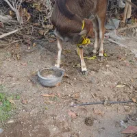 گوساله|حیوانات مزرعه|میناب, |دیوار