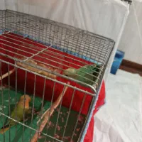 اسباب بازی|اسباب‌بازی بچه|پاکدشت, پاکدشت (مامازند)|دیوار