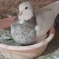 کبوتر طوقی|پرنده|میبد, |دیوار