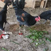 فروش خروس