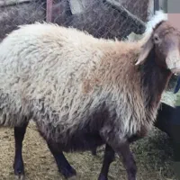 میش قزل افشار