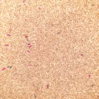 گندم بذری اصلاح شده