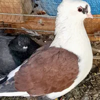 کبوتر ماده دوکت سرخ خوشگل