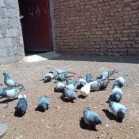 فروش کفتر سبز و پلاکی