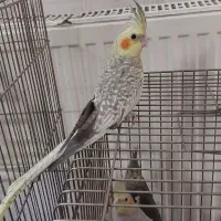 عروس هلندی|پرنده|قم, انسجام|دیوار