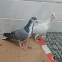 کبوتر خرقه ماده آلمانی|پرنده|قم, نوبهار|دیوار