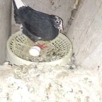 سیاه پلنگ قهوه ای پلنگ|پرنده|کرمان, |دیوار