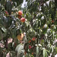 باغ ۱۷۰۰ متری باانواع درختان میوه|فروش خانه و ویلا|اصفهان, بهاران|دیوار