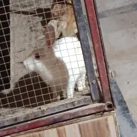 خرگوش