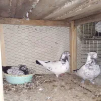 کفتر|پرنده|کاشان, درب اصفهان|دیوار