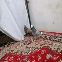 یه جفت جوجه پرشی|پرنده|شاندیز, |دیوار