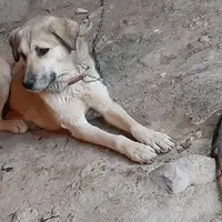 سگ‌ ‌|سگ|بروجرد, |دیوار