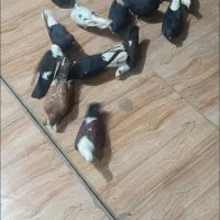 اشعل با کله سفید