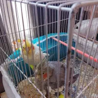 2عدد عروس هلندی ماده|پرنده|تربت‌حیدریه, سرمحله|دیوار