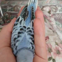 جوجه مرغ عشق اماده دستی شدن