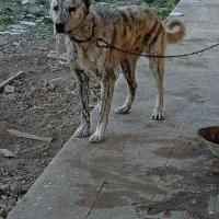 ۲ عدد سگ عراقی وافغان