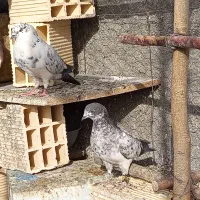 کفتر کاشونی سوسکی