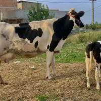 گاو هلشتاین شکم اول با گوساله مونت|حیوانات مزرعه|گرگان, |دیوار