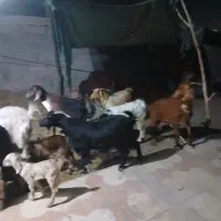 بز دوکهره بز یک کهره باگیسه چپش
