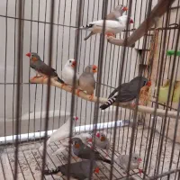 فنچ بالغ.|پرنده|تربت جام, میان جام|دیوار