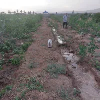 فروش باغ زراعی با درختان پسته و انار|فروش دفتر صنعتی، کشاورزی، تجاری|صفادشت, |دیوار