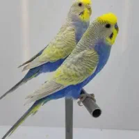 سه جفت مرغ.عشق اسپانگل|پرنده|شیروان (خراسان), |دیوار