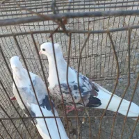 کفترنرسرخ پلنگ عروسک ماده کاغذی|پرنده|زاغه, |دیوار