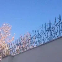 فروش تراکم شاخ گوزنی