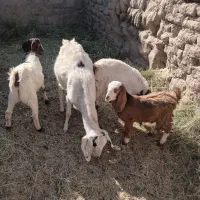 بزاوست بادوکره ماده ویک کره نر|حیوانات مزرعه|گنبکی, |دیوار