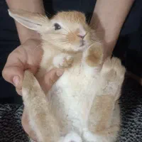 خرگوش