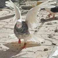 طوقی کله سینه جوجه کشی پرشی کفتر کبوتر.|پرنده|فریمان, |دیوار