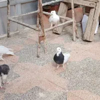 کفتر