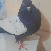 دوتاکبوتر هردو نر پربازی دار|پرنده|بم, |دیوار