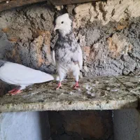 طوقی|پرنده|سرپل ذهاب, |دیوار