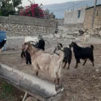 حیوانات مزرعه
