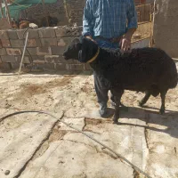 فروش قوچ شیشک دو شیره قره قزل