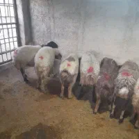 میش وبره دان خور|حیوانات مزرعه|کارزان, |دیوار