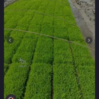 تیم نشا جعبه ایی طارم هاشمی