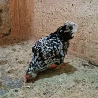 تخم مرغ گلین|حیوانات مزرعه|لنجان, |دیوار