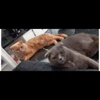 فروش گربه اسکاتیش اصیل نروماده