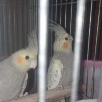 جوجه عروس هلندی|پرنده|کاشان, شهرک ۲۲ بهمن|دیوار