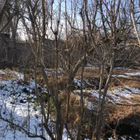 درخت میوه|خدمات باغبانی و درختکاری|شهریار, شهریار|دیوار