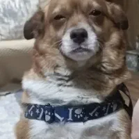 واگذاری سگ نژاد کورگی|سگ|ساری, |دیوار