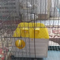 قفس بزرگ به همراه لونه خوب وخوشگل