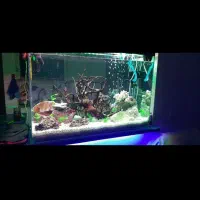 اکواریوم حرفه ای|ماهی|زنجان, |دیوار