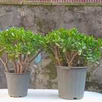 گل  یشم|گل و گیاه طبیعی|رشت, جهاد|دیوار