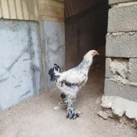 خروس برهما|حیوانات مزرعه|هشتگرد, فاز ۳ مهستان|دیوار