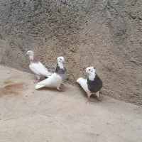 سه عدد طوقی