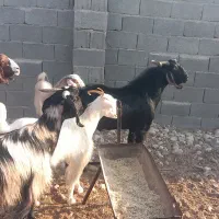 فروش بز وپازن در شهرستان جم